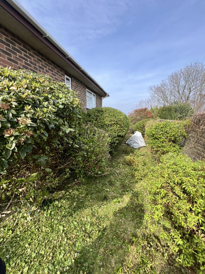 Overgrown garden clearance