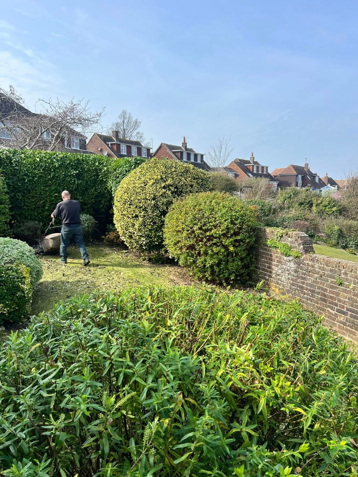 Topiary & ornamental shaping